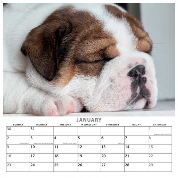 2022 British Bulldog Wall Calendar | Evelay